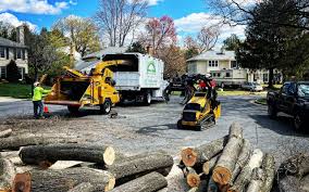 How Our Tree Care Process Works  in  Potomac Mills, VA