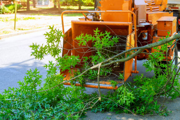 Best Hedge Trimming  in Potomac Mills, VA