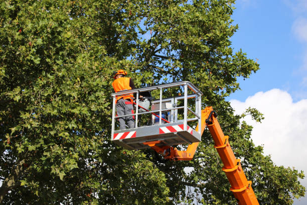 Best Arborist Consultation Services  in Potomac Mills, VA