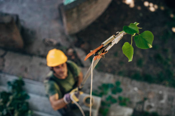 Best Firewood Processing and Delivery  in Potomac Mills, VA