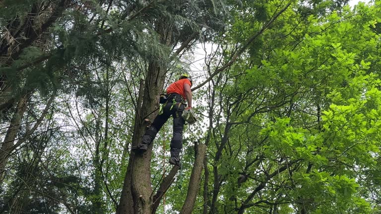 Best Palm Tree Trimming  in Potomac Mills, VA