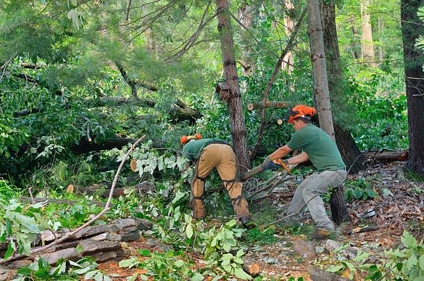 Best Fruit Tree Pruning  in Potomac Mills, VA