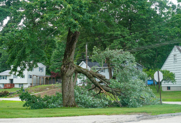 Best Utility Line Clearance  in Potomac Mills, VA