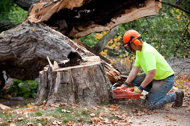 Best Aeration Services  in Potomac Mills, VA