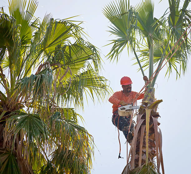 Best Arborist Consultation Services  in Potomac Mills, VA