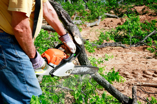 Best Lawn Disease Treatment  in Potomac Mills, VA